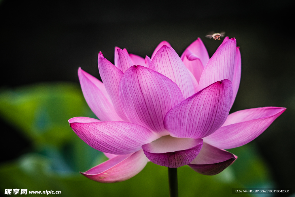 盛開(kāi)荷花