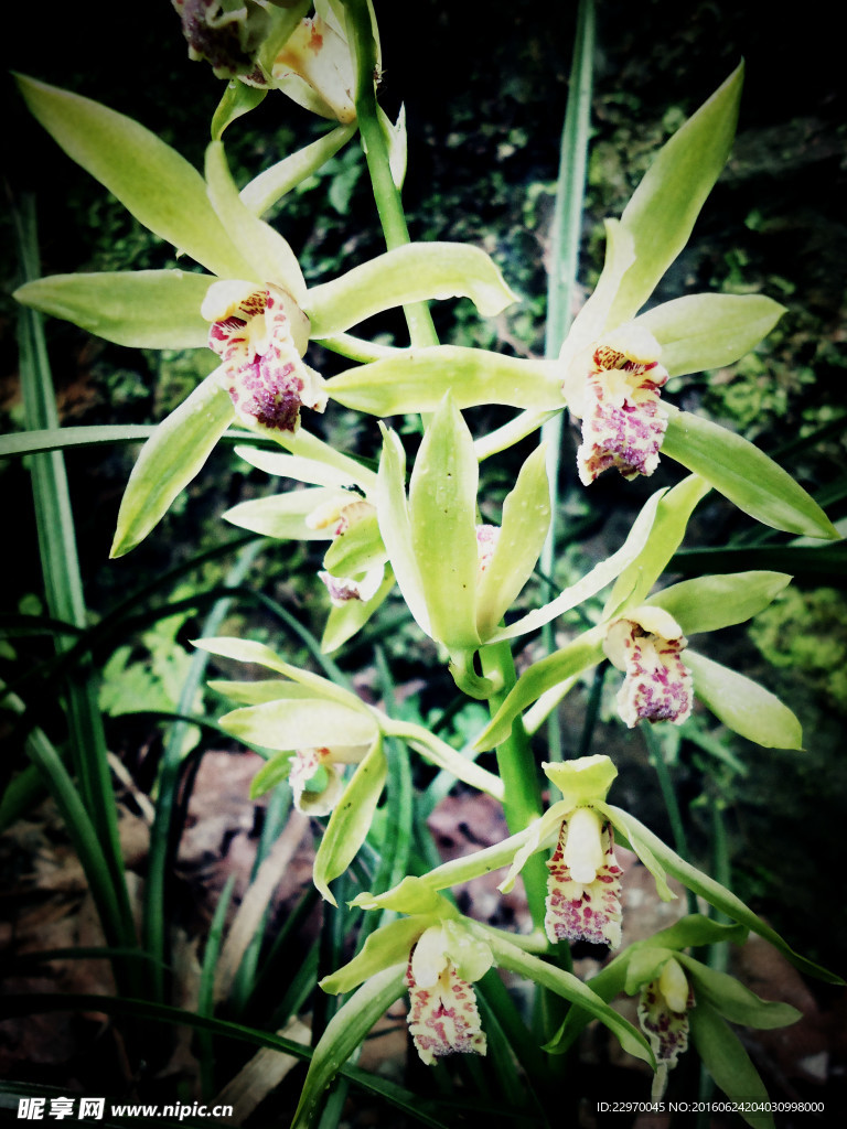 蕙蘭花