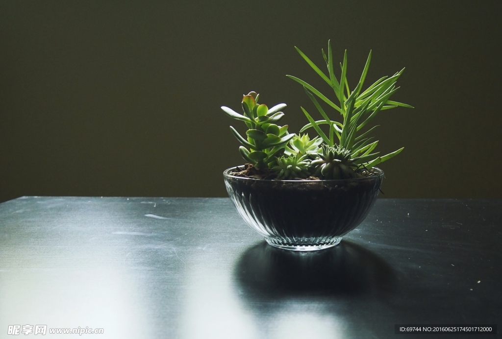 盆景植物