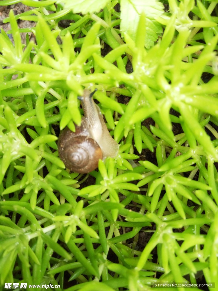 小蝸牛