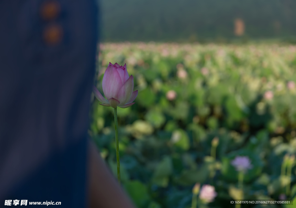 蓮花