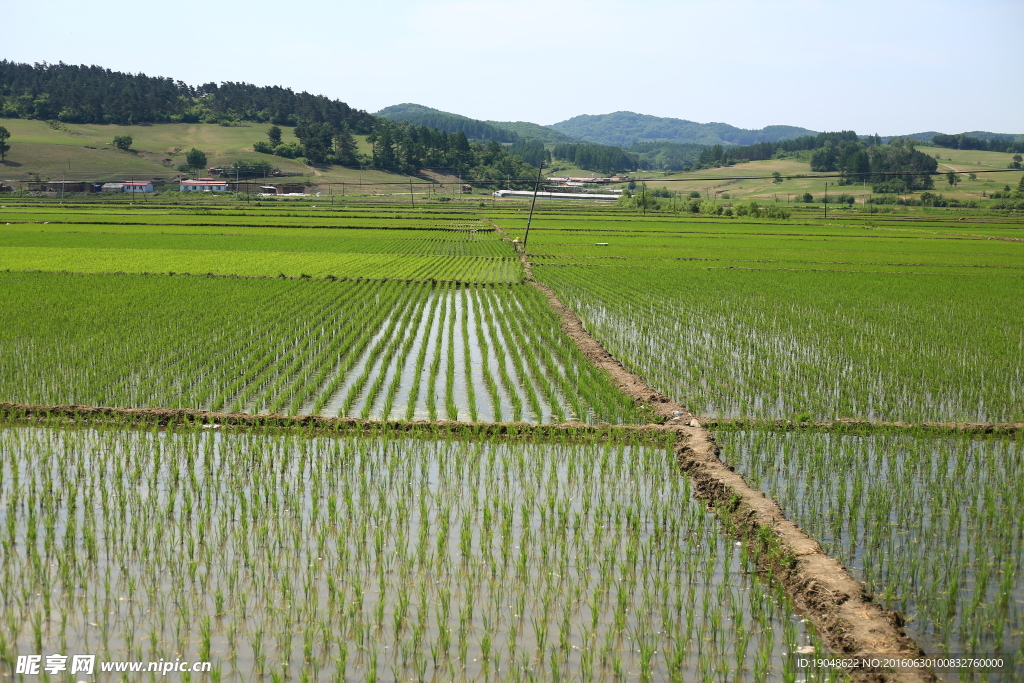 水稻田地