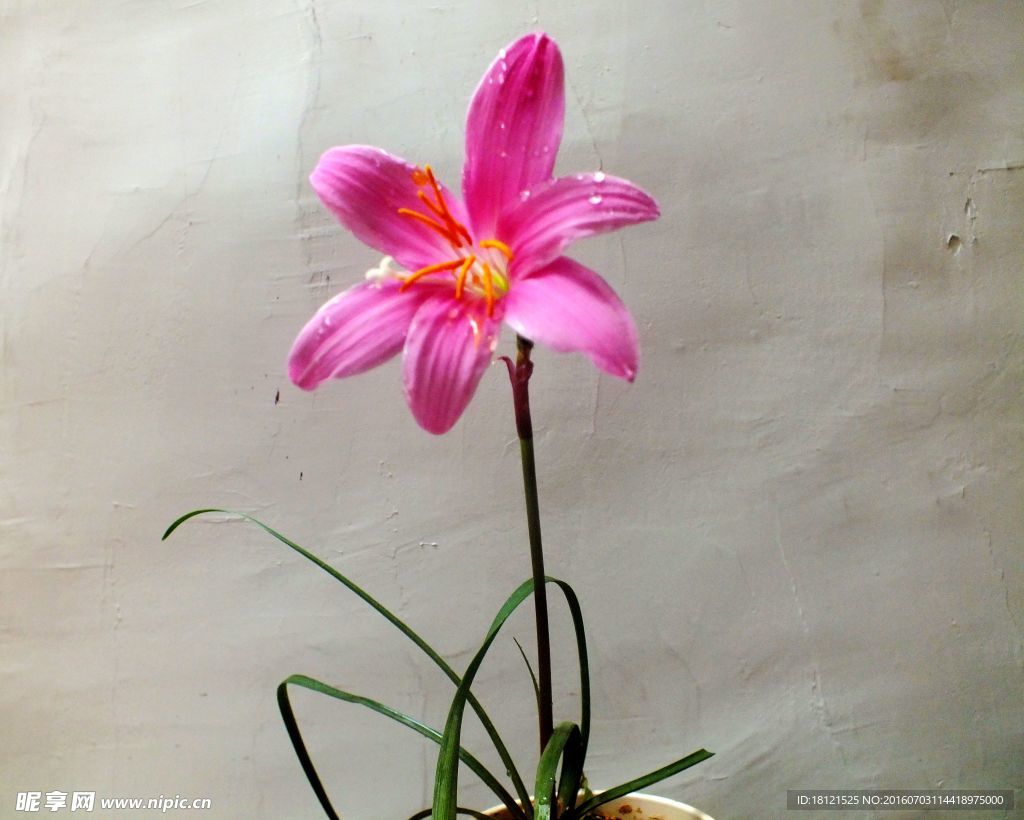 蘭花