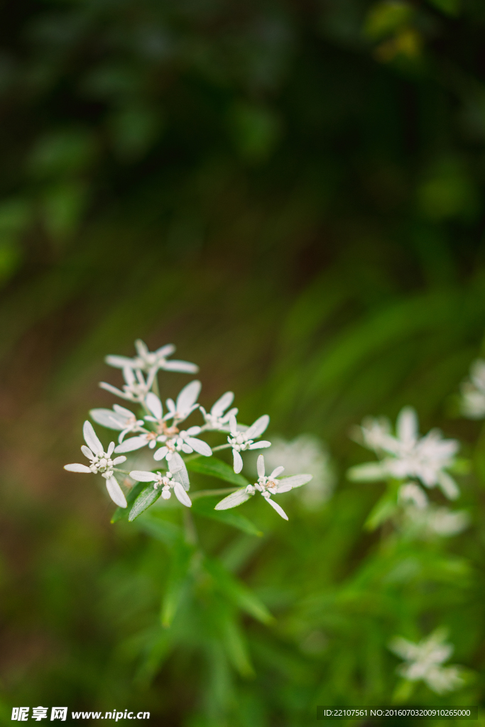 狹葉花