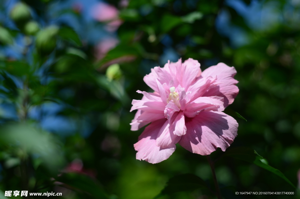 木槿花