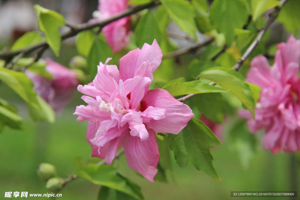 芙蓉花