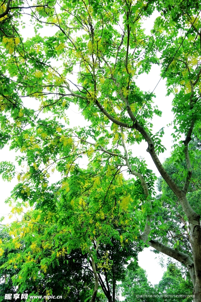 夏天綠葉