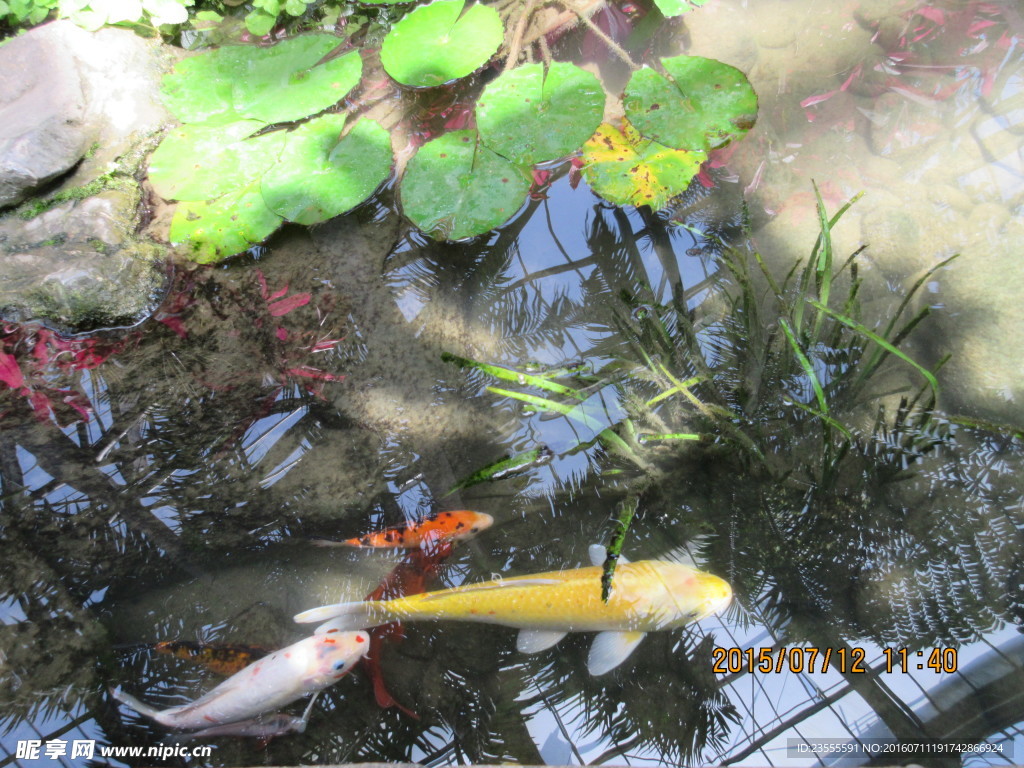 蓮葉與魚