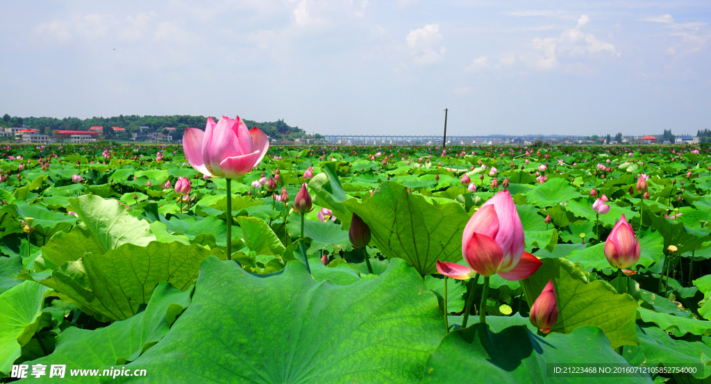 荷花池