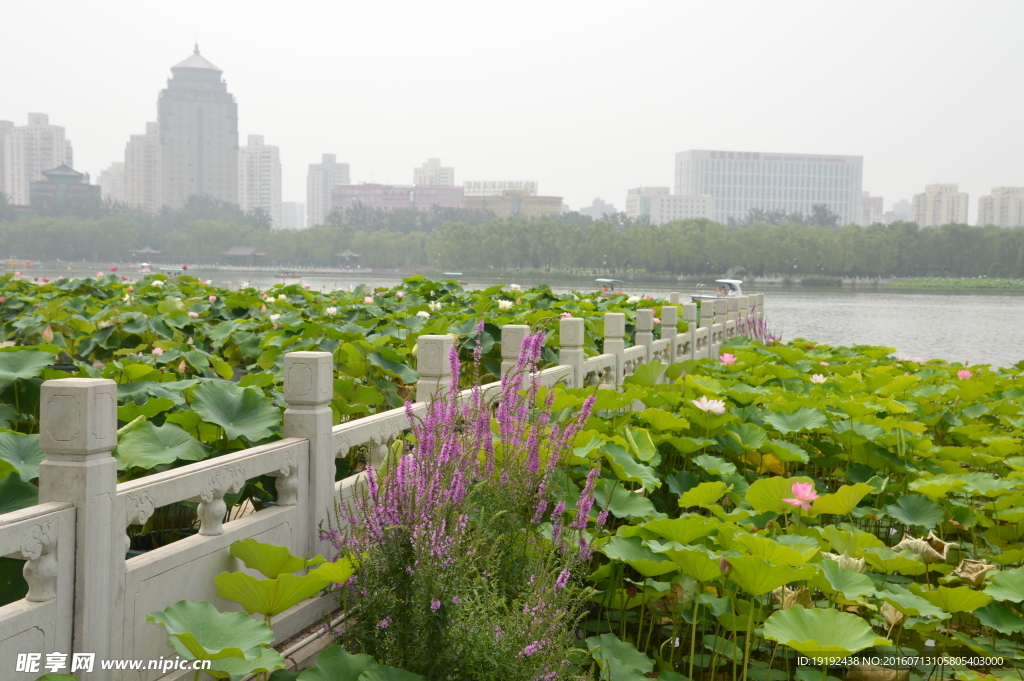 蓮花池美景