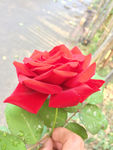 火紅玫瑰