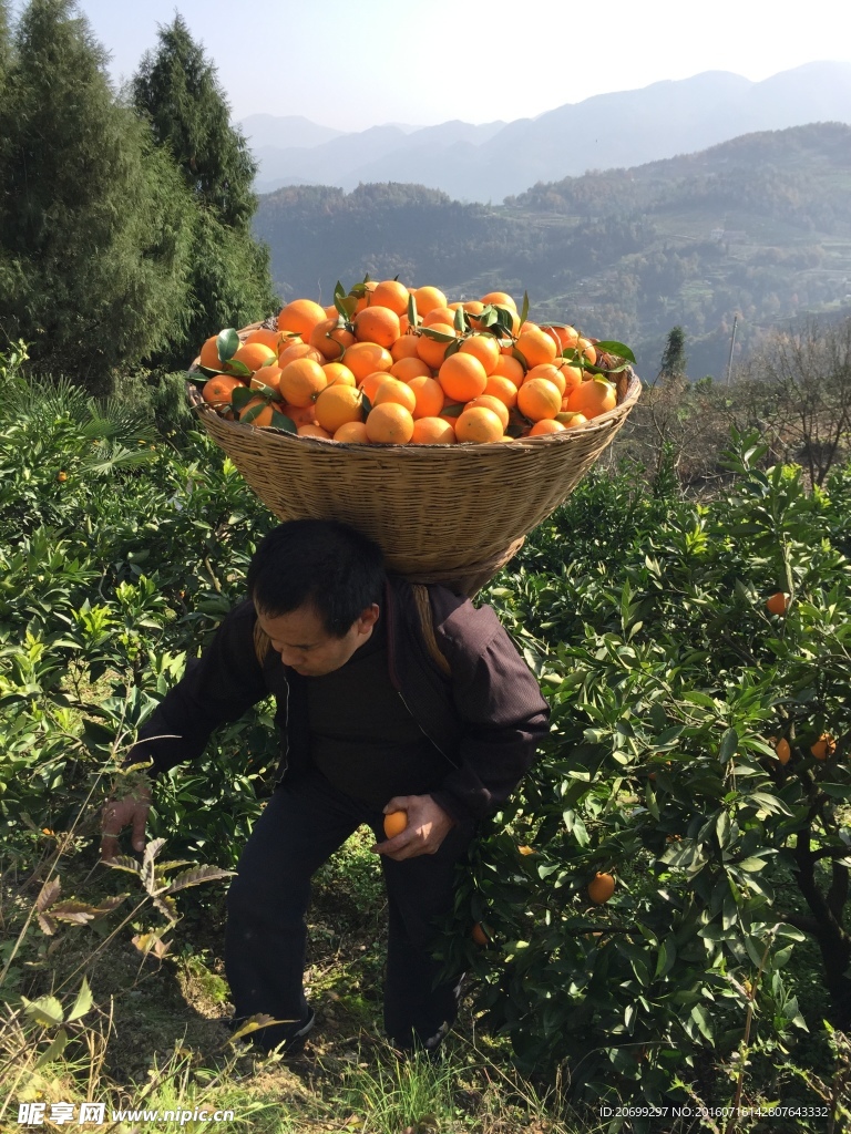 橙子采摘圖