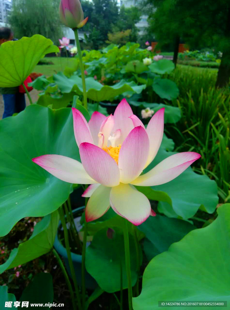 粉嫩蓮花