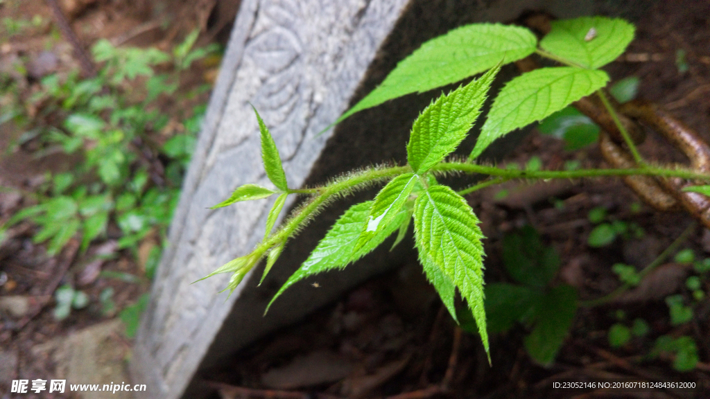 石柱旁的綠植芽