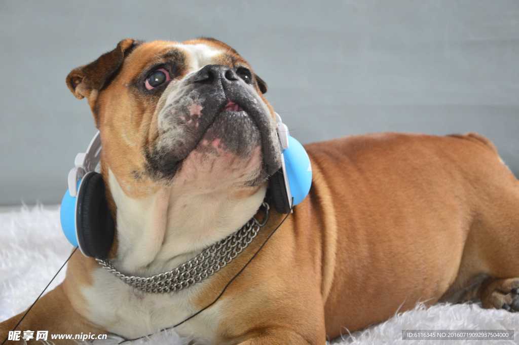 寵物店斗牛犬