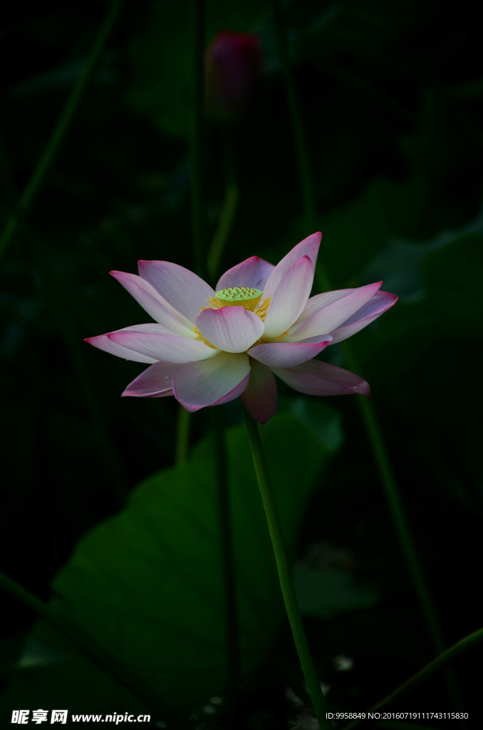 荷花
