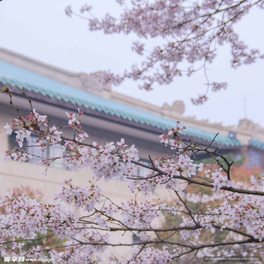 櫻花