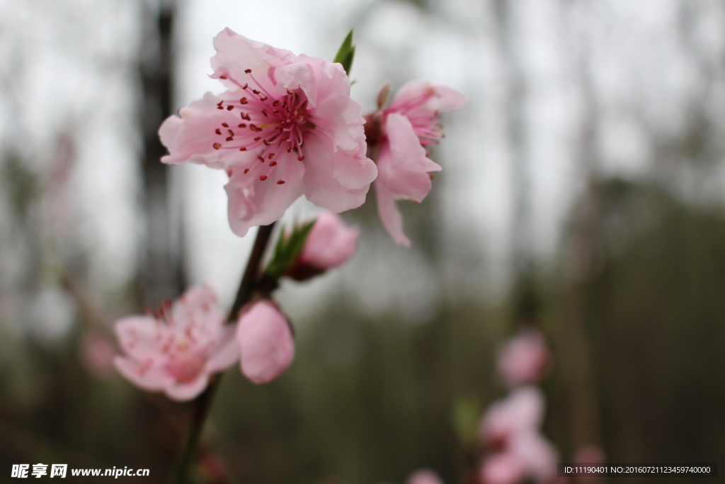 桃花