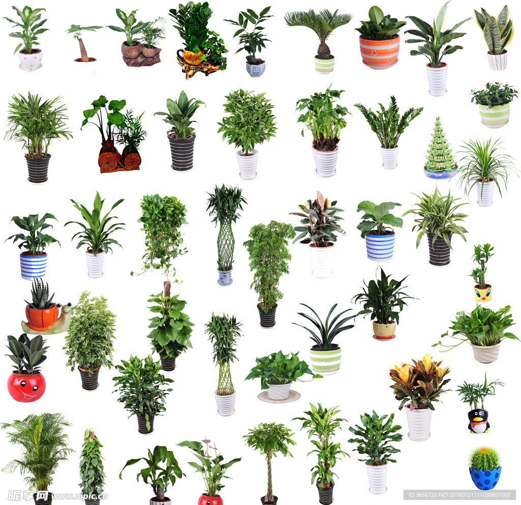 綠植分層