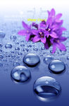 紫色花朵水滴