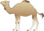 骆驼矢量图