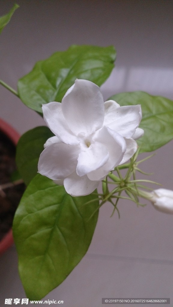 茉莉