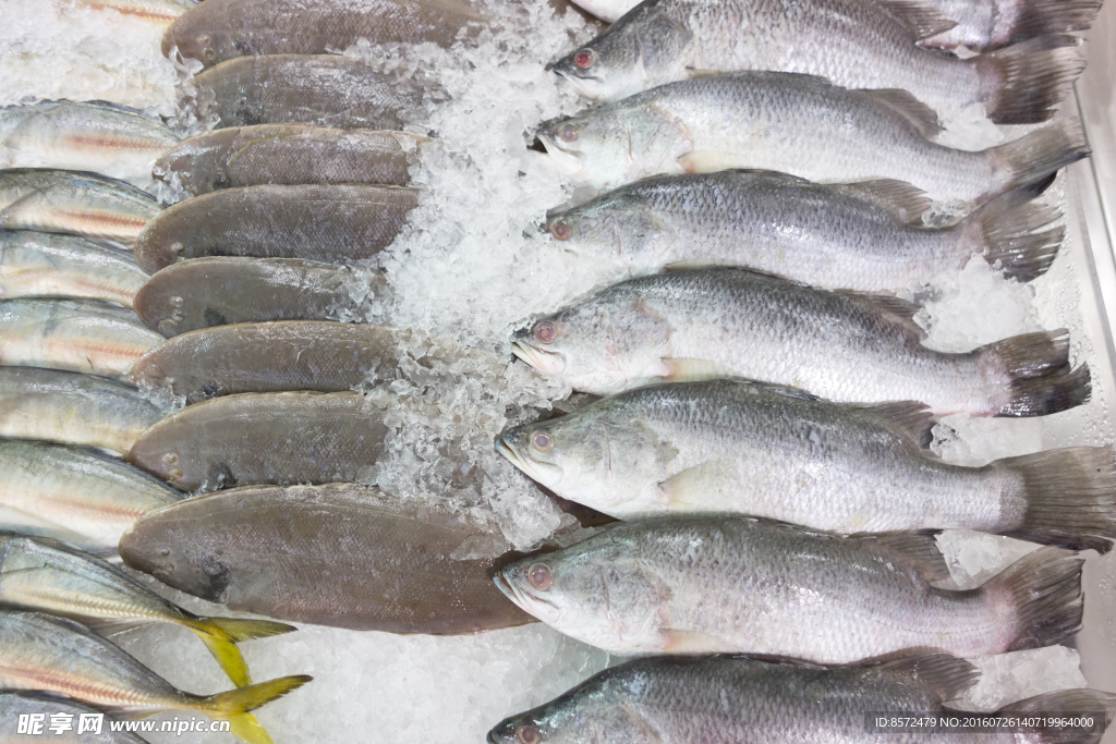 一排小鯽魚
