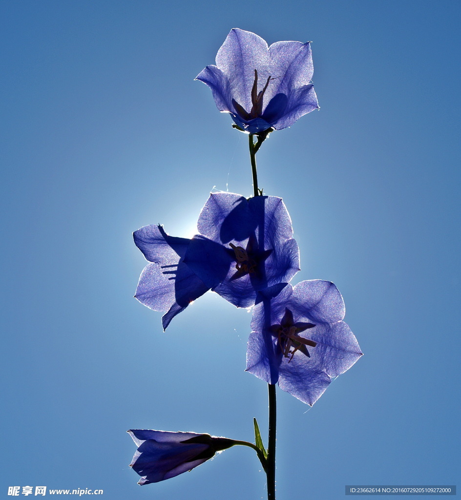 藍色桔梗花