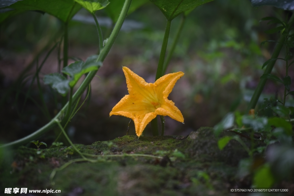 南瓜花