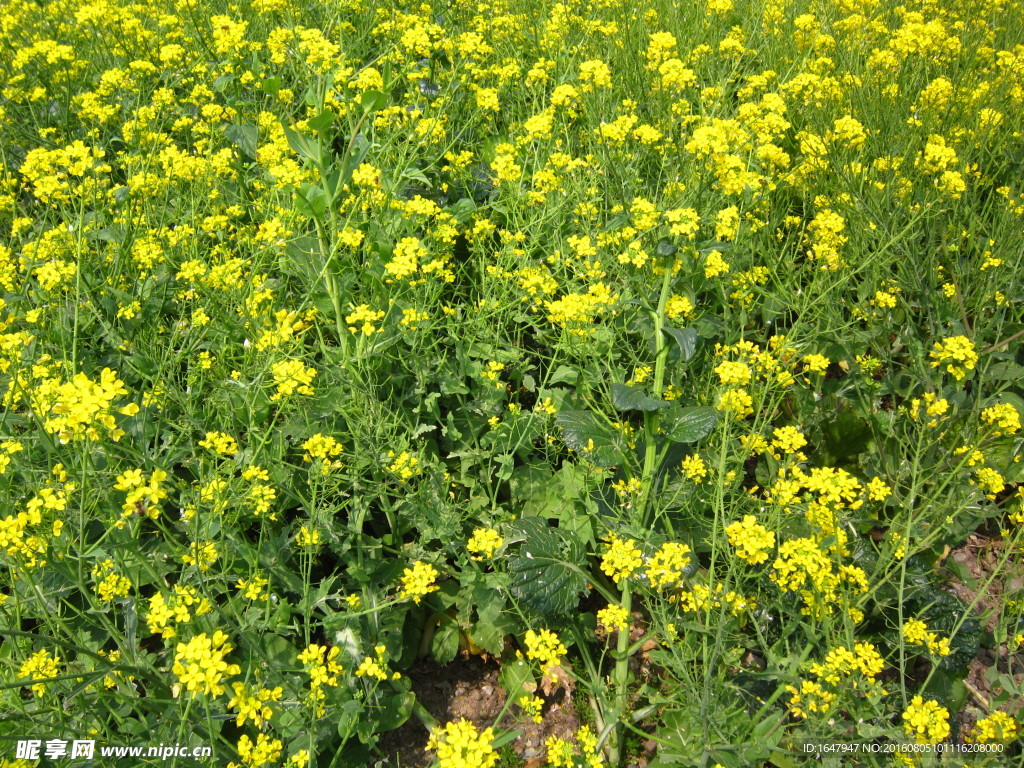 油菜花