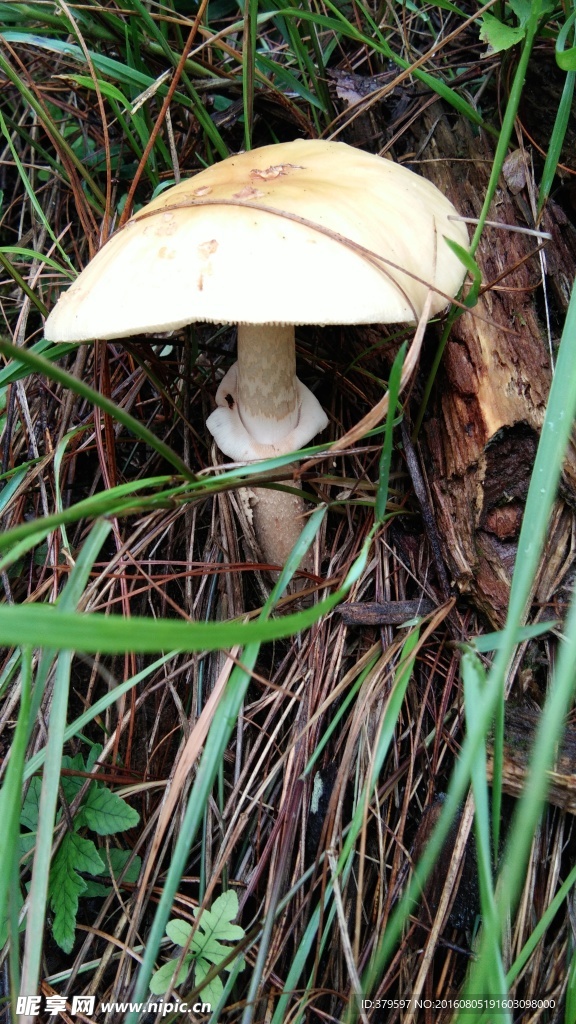 野生草菌