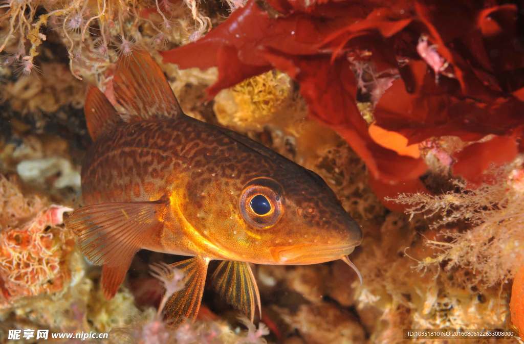 海底小魚微距特寫