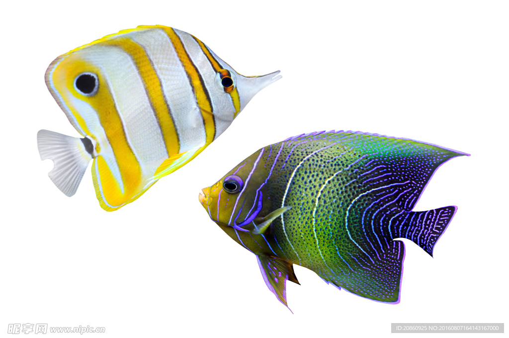 觀賞魚圖片