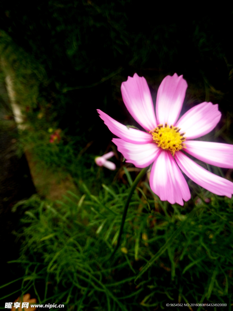小粉花
