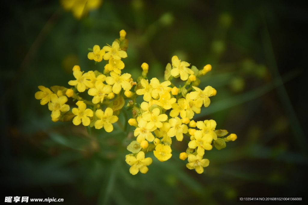 黃花敗醬
