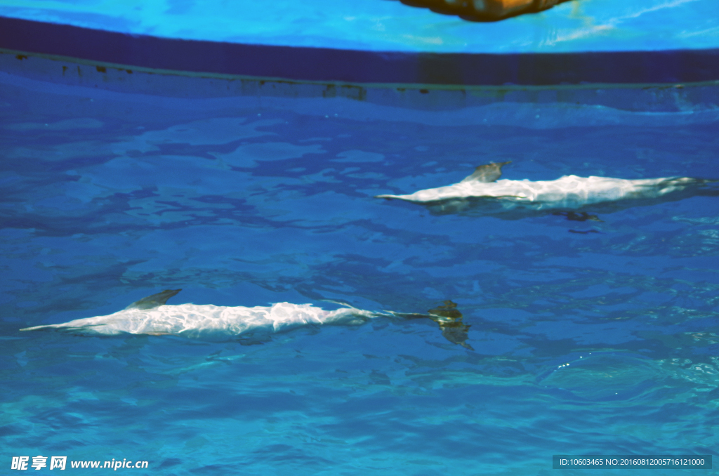 海豚仰泳