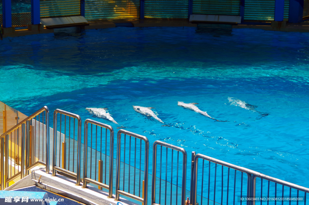 海豚仰泳 四条海豚