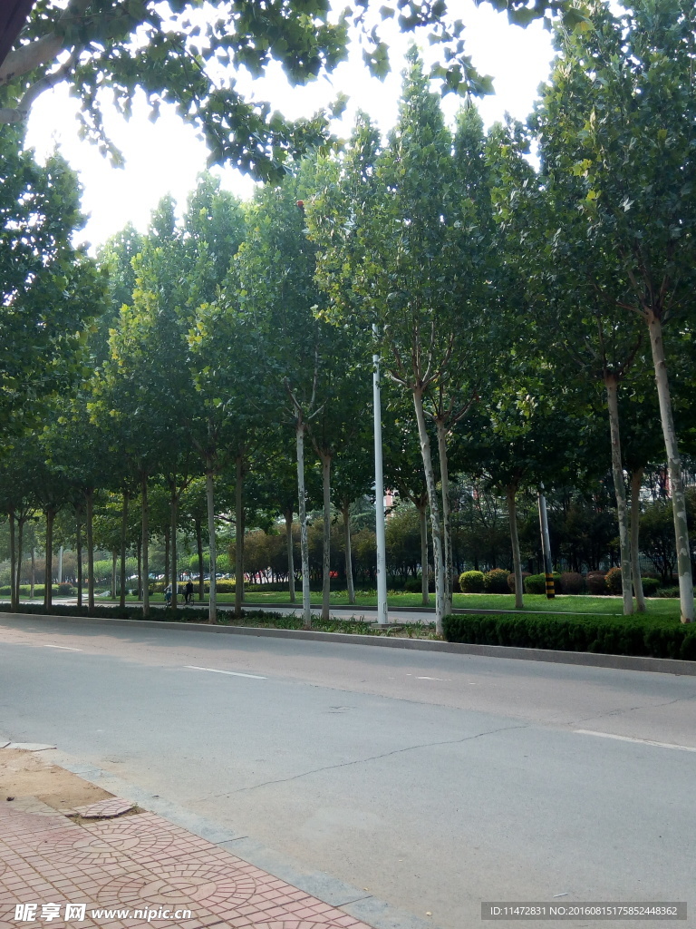 道路 綠蔭