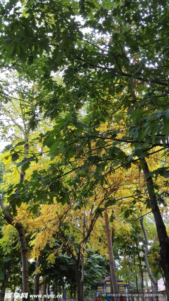 綠樹景觀
