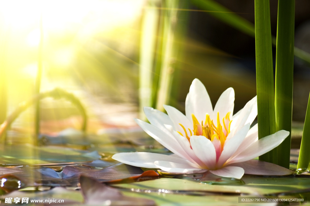 陽光下的蓮花