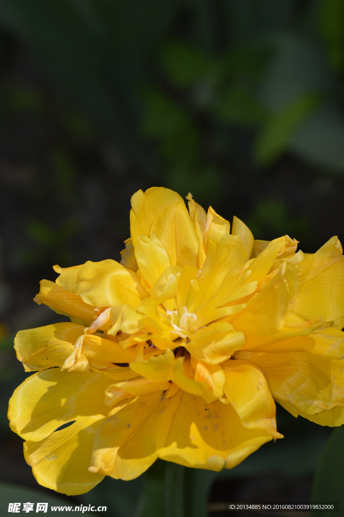 芍藥花