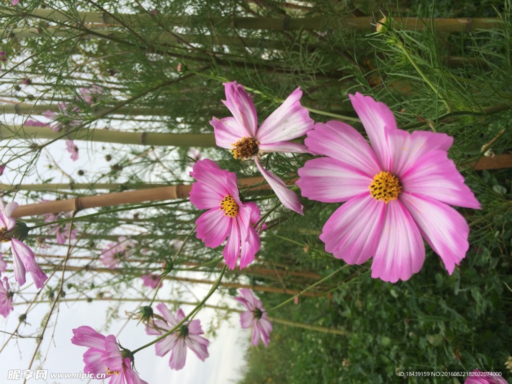 格桑花