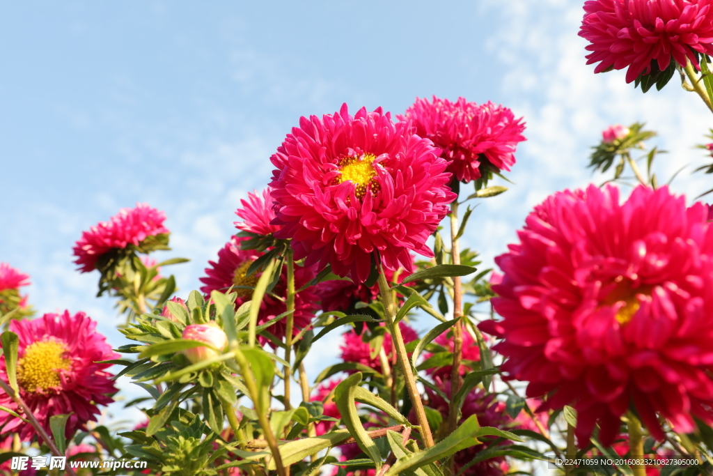 菊花紅