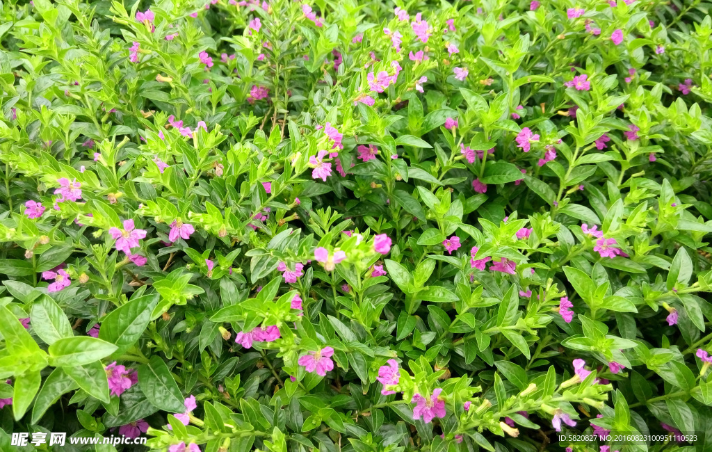 小花 花卉