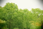 风中翠绿的树木图片
