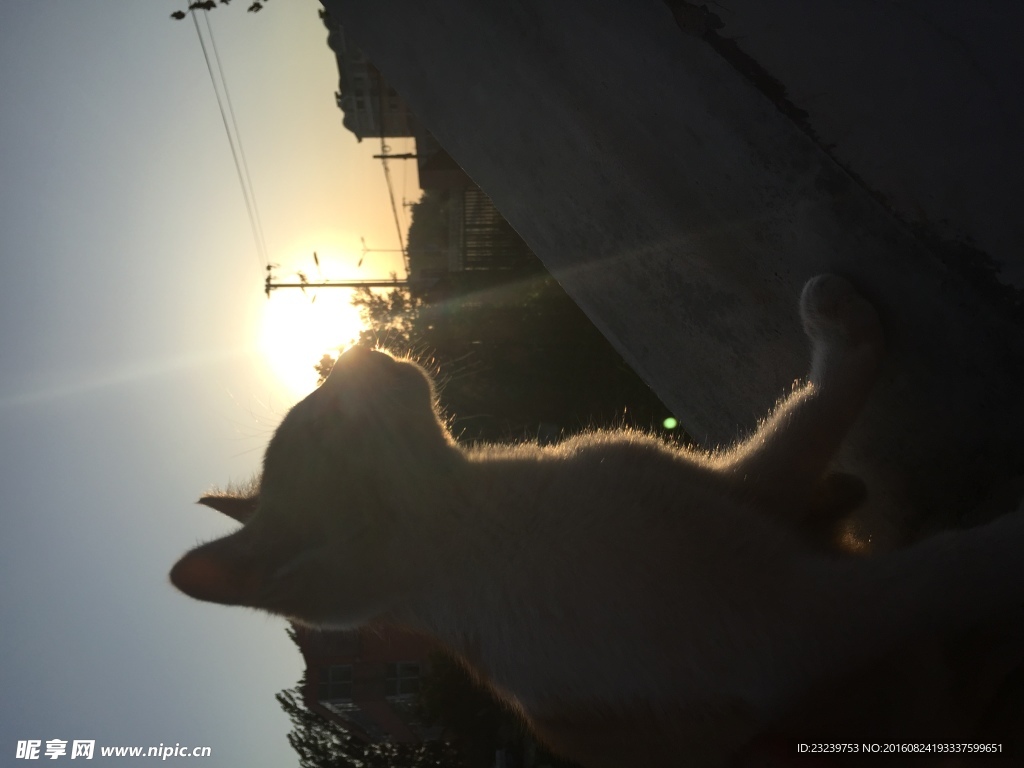 夕陽與貓