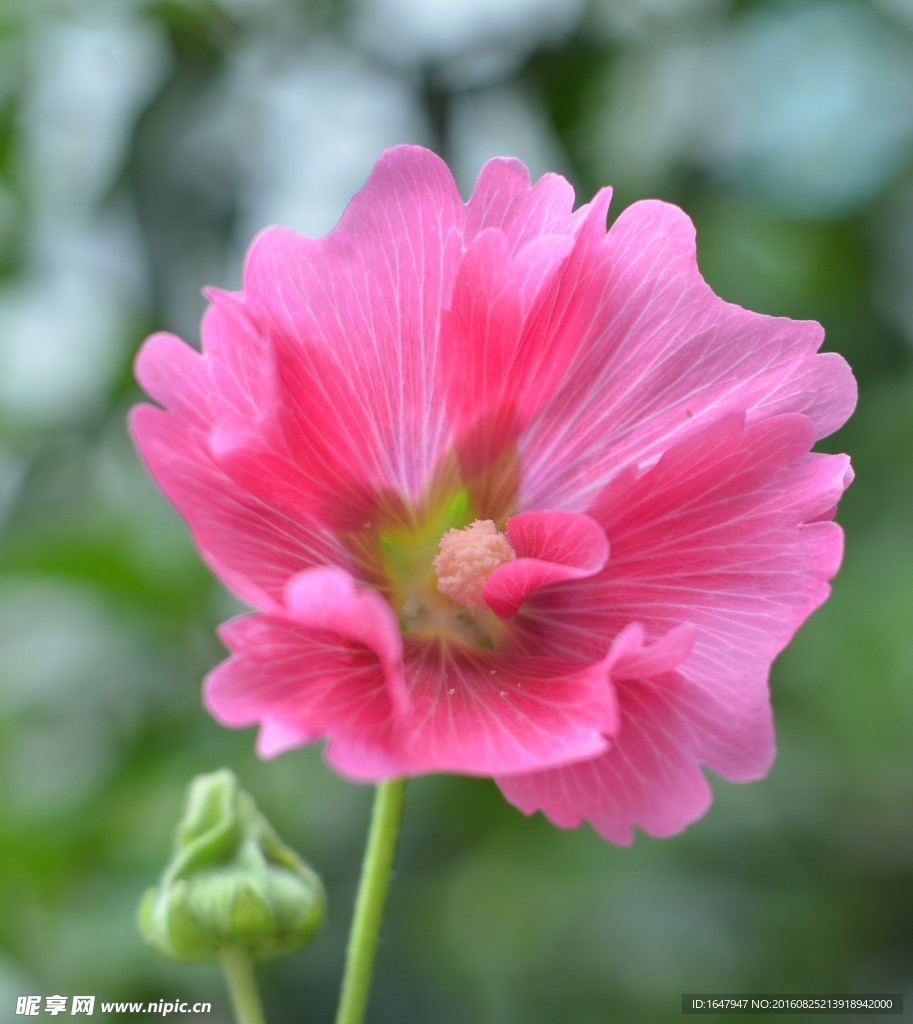 蜀葵花