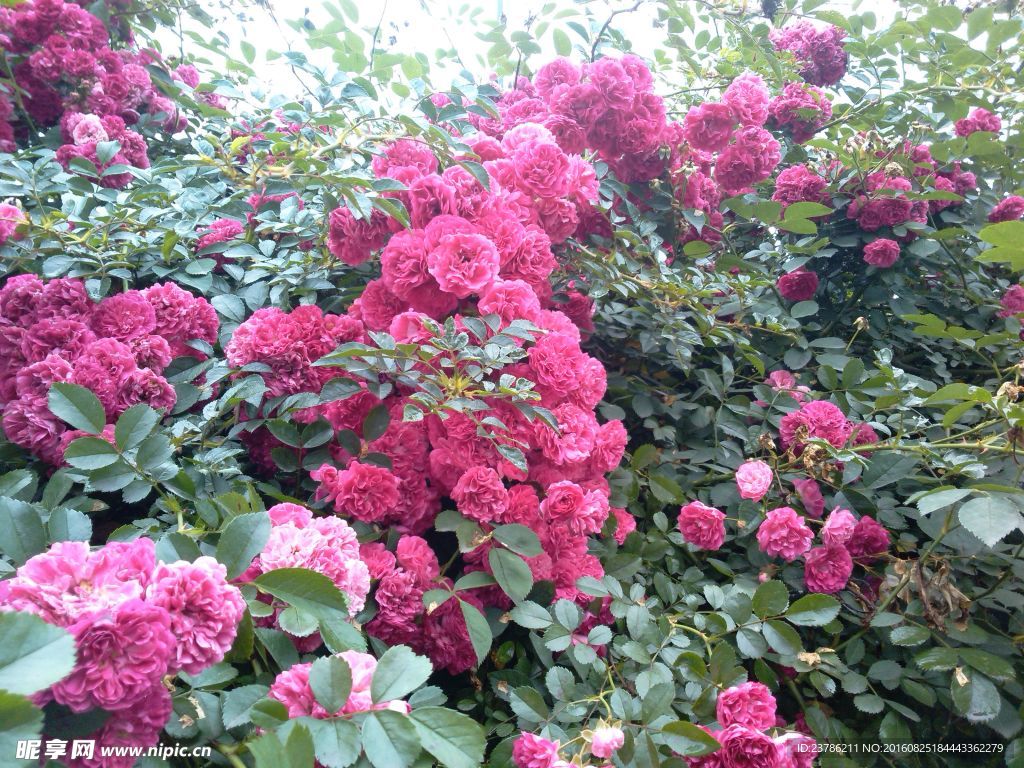 薔薇花