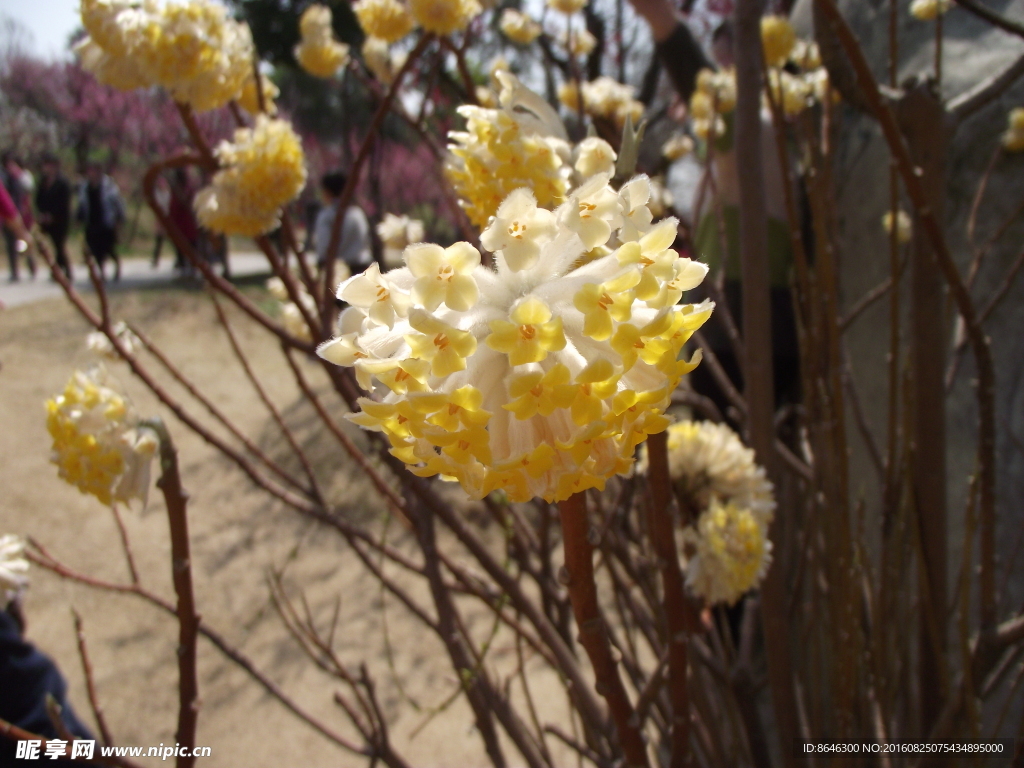 結香花