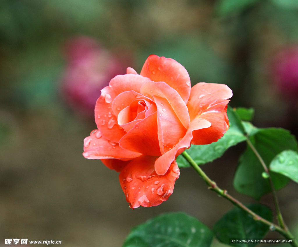 月季花
